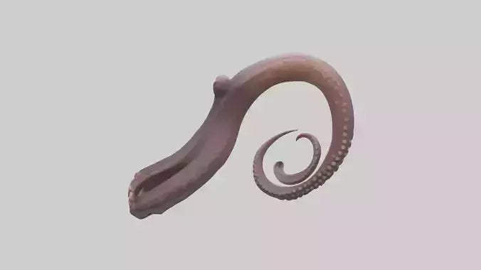 3D model Octopus Beak Model VR / AR / low-poly
