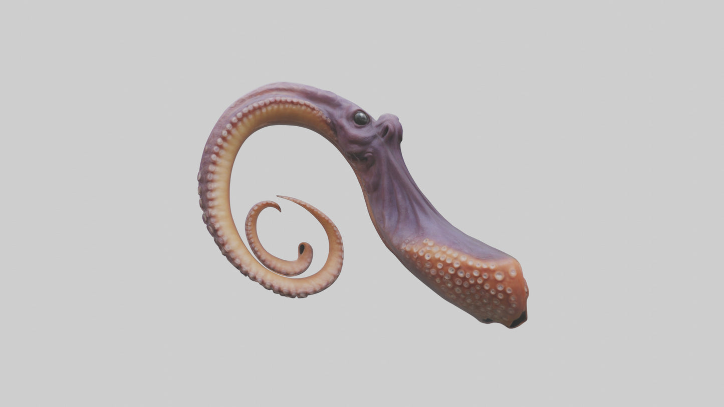 3D model Octopus Beak Model VR / AR / low-poly