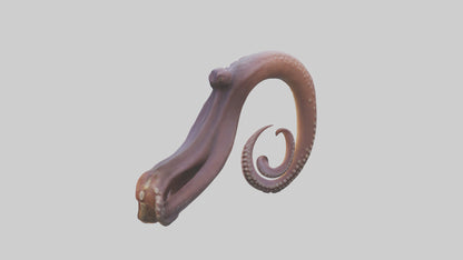 3D model Octopus Beak Model VR / AR / low-poly