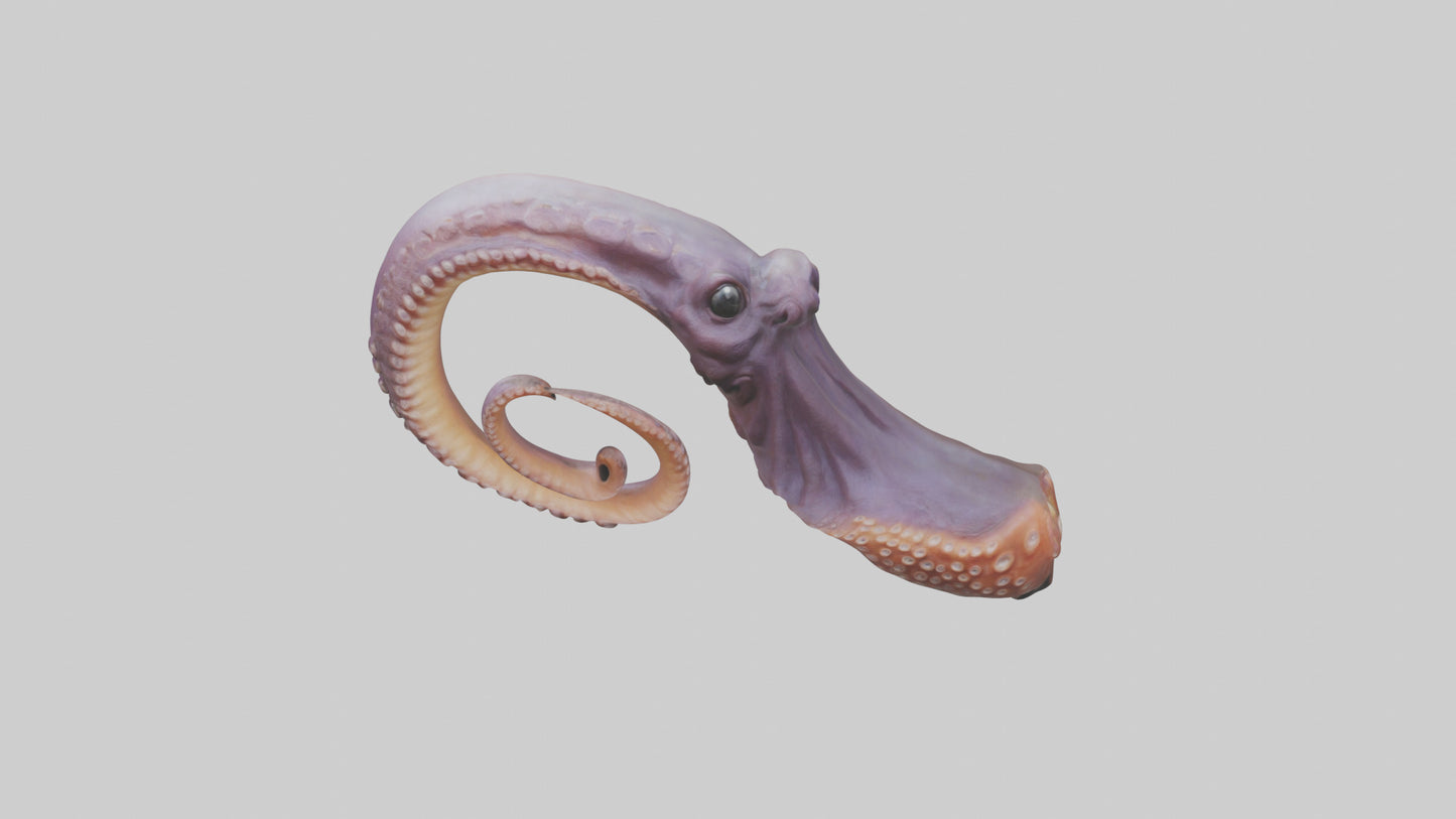3D model Octopus Beak Model VR / AR / low-poly
