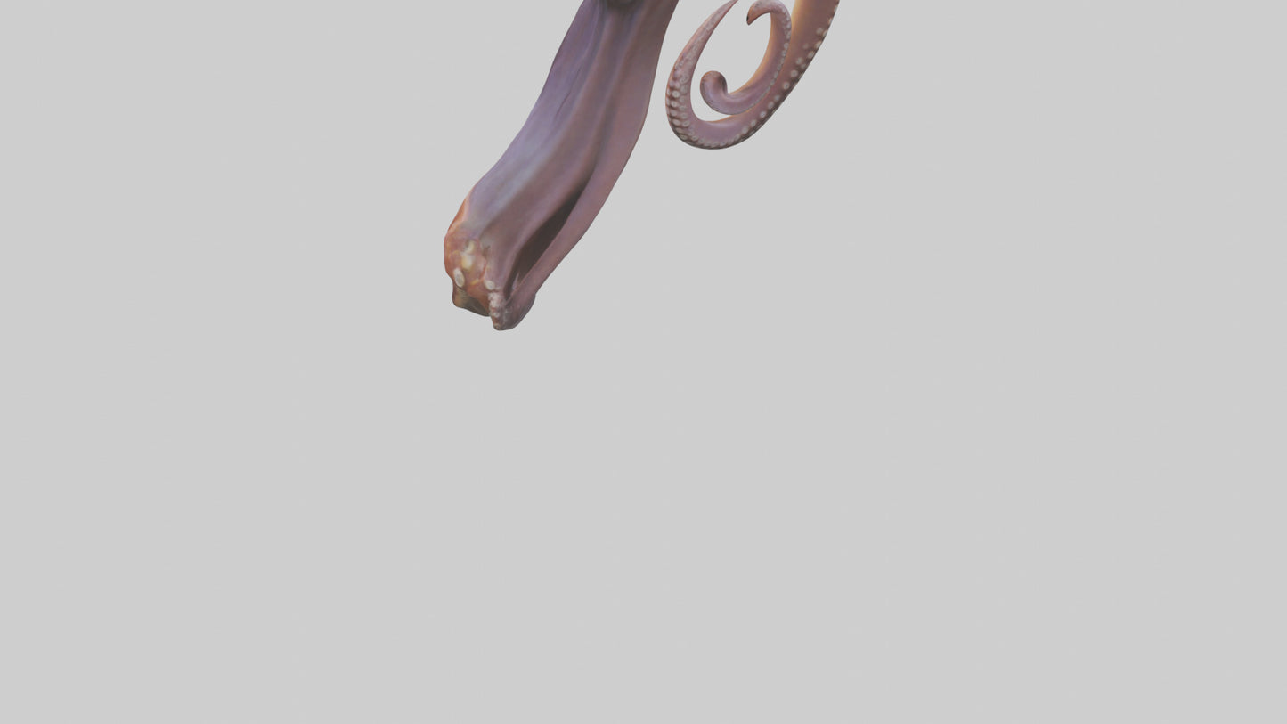 3D model Octopus Beak Model VR / AR / low-poly