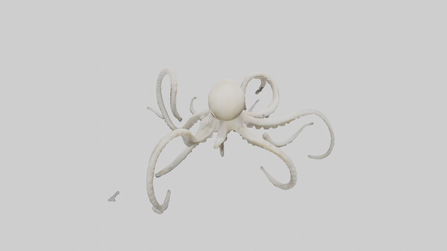 3D model Octopus Bone VR / AR / low-poly