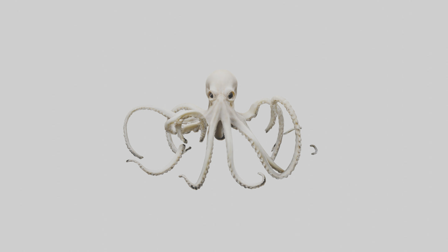 3D model Octopus Bone VR / AR / low-poly