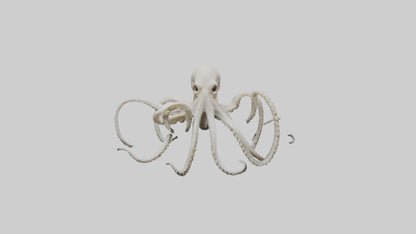 3D model Octopus Bone VR / AR / low-poly