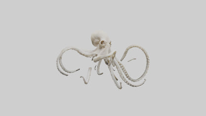 3D model Octopus Bone VR / AR / low-poly