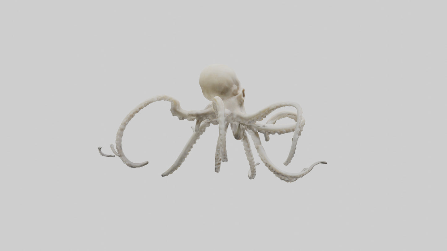 3D model Octopus Bone VR / AR / low-poly