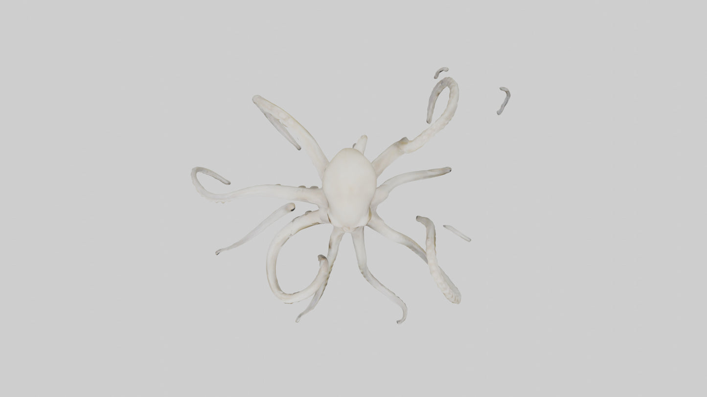3D model Octopus Bone VR / AR / low-poly