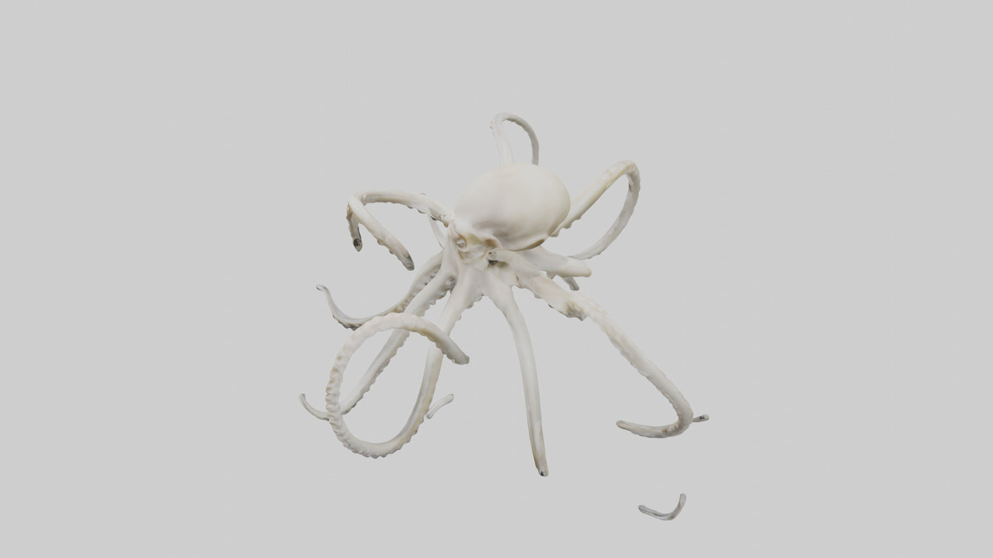 3D model Octopus Bone VR / AR / low-poly