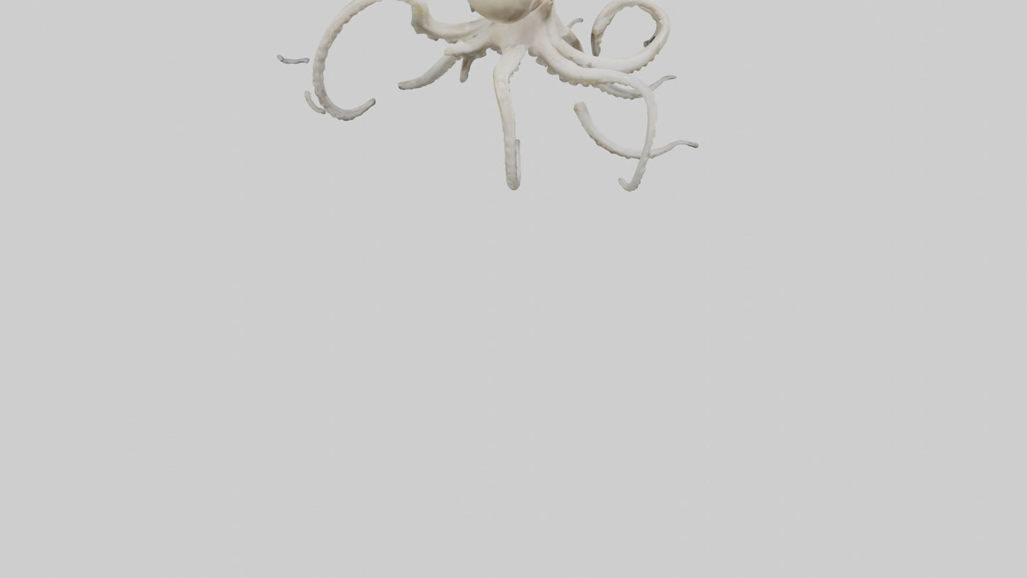 3D model Octopus Bone VR / AR / low-poly