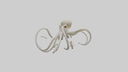 3D model Octopus Bone VR / AR / low-poly