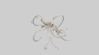 3D model Octopus Bone VR / AR / low-poly