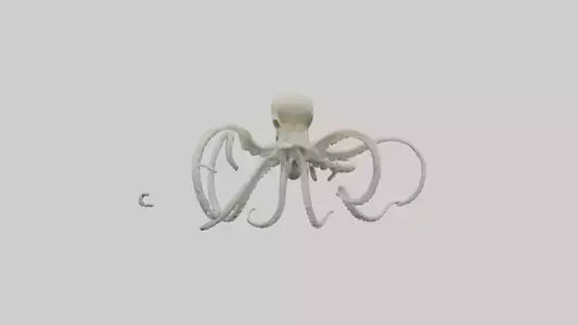 3D model Octopus Bone VR / AR / low-poly