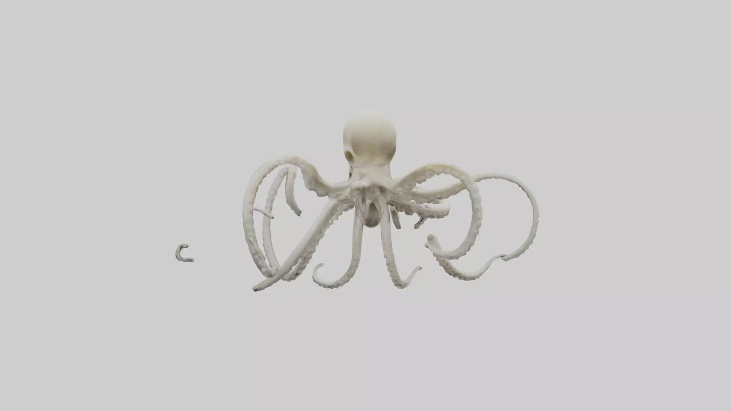 3D model Octopus Bone VR / AR / low-poly