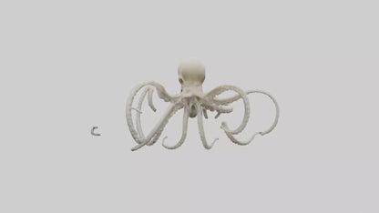 3D model Octopus Bone VR / AR / low-poly