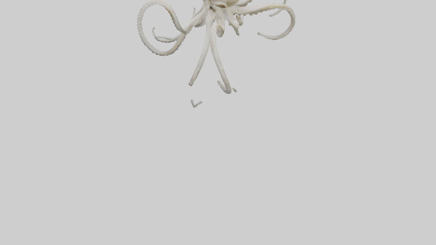 3D model Octopus Bone VR / AR / low-poly