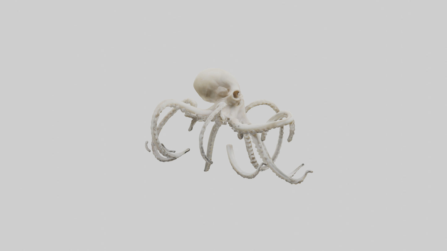 3D model Octopus Bone VR / AR / low-poly