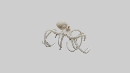 3D model Octopus Bone VR / AR / low-poly