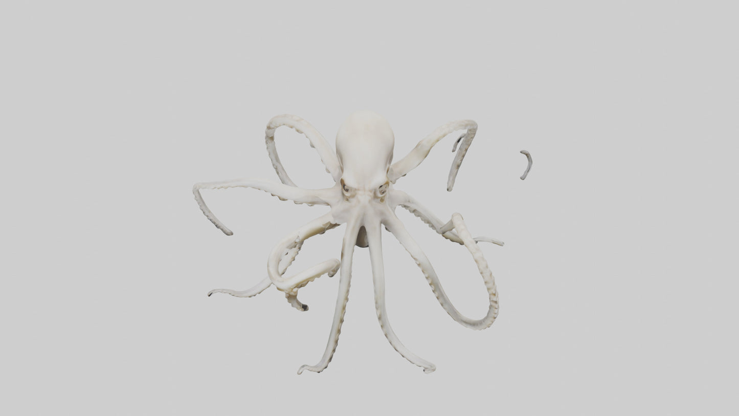 3D model Octopus Bone VR / AR / low-poly