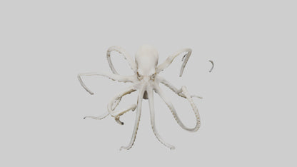 3D model Octopus Bone VR / AR / low-poly