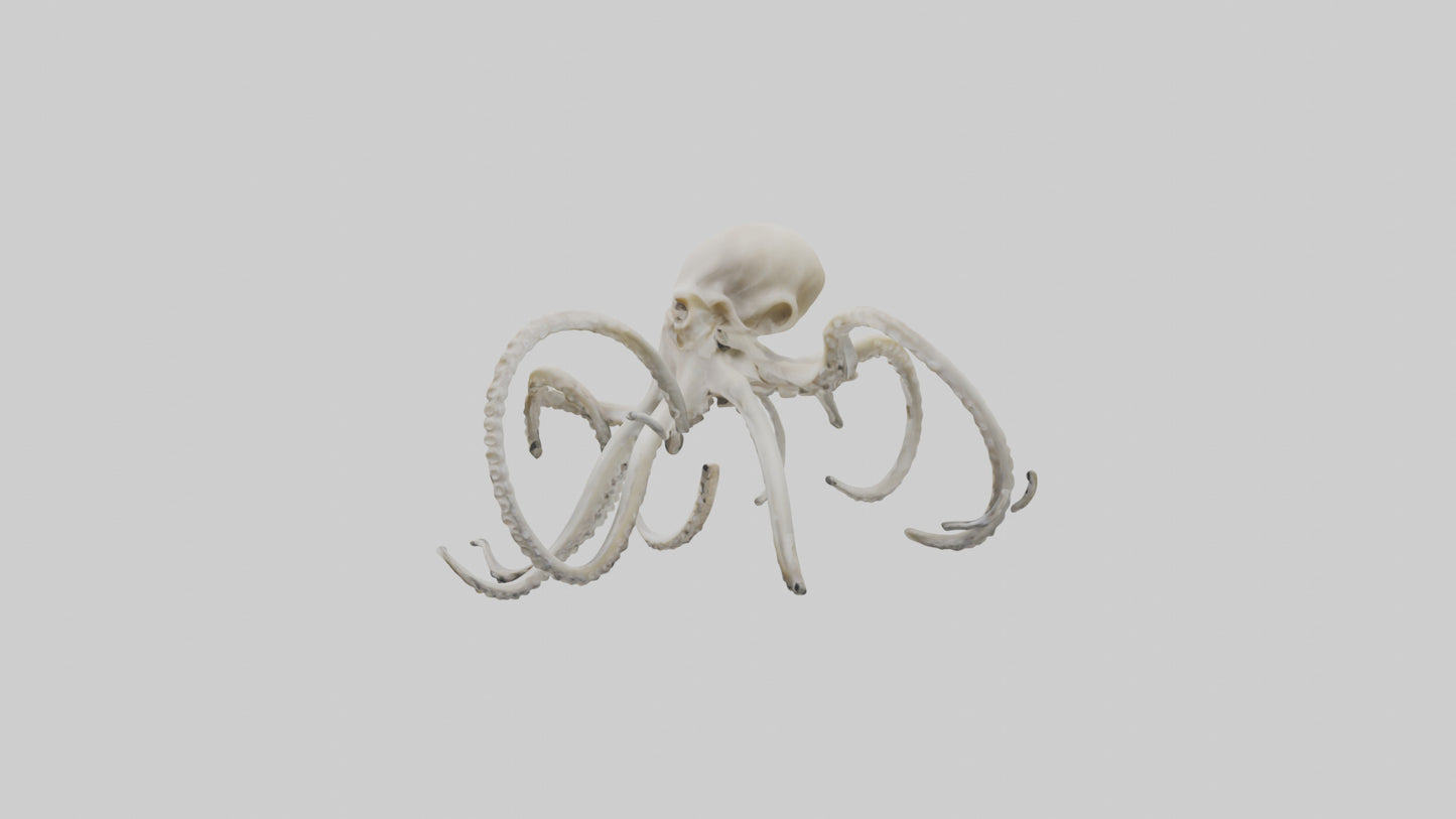 3D model Octopus Bone VR / AR / low-poly