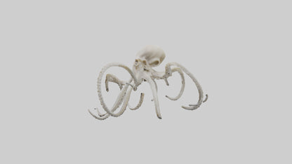 3D model Octopus Bone VR / AR / low-poly