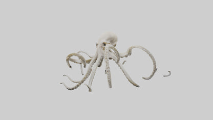 3D model Octopus Bone VR / AR / low-poly