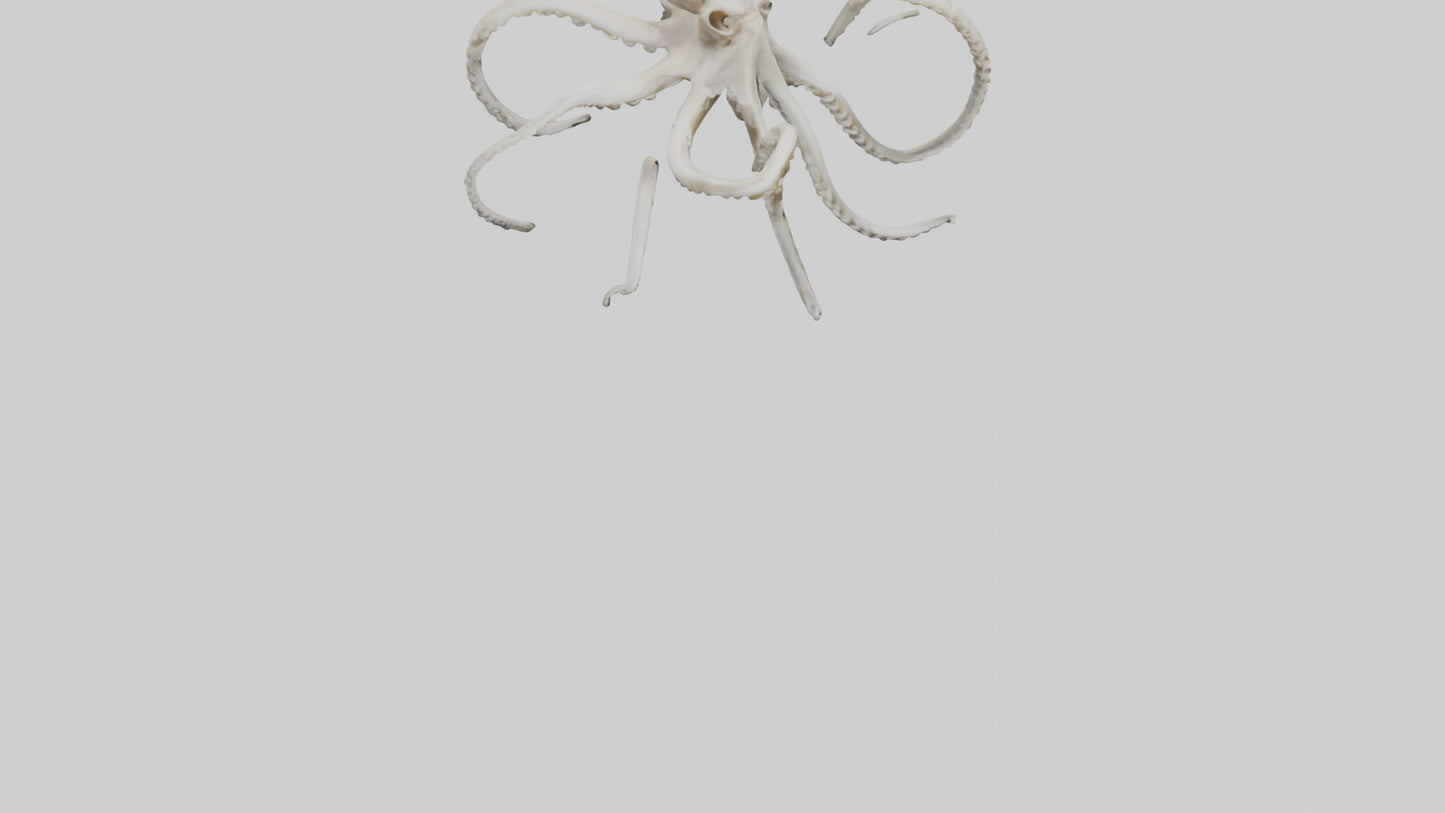 3D model Octopus Bone VR / AR / low-poly