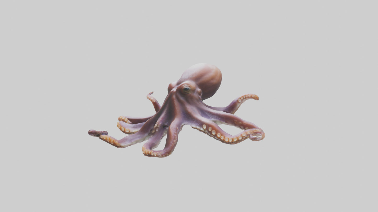 3D model Octopus exploring model VR / AR / low-poly