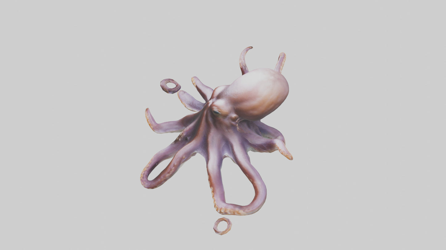 3D model Octopus exploring model VR / AR / low-poly