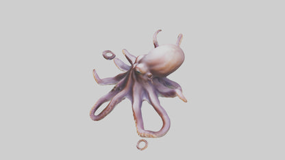 3D model Octopus exploring model VR / AR / low-poly