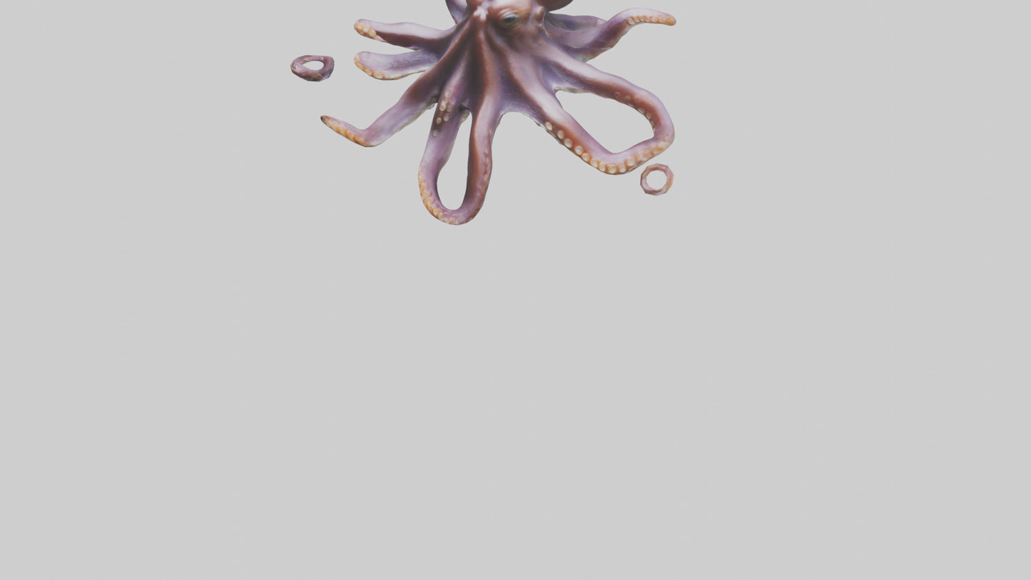 3D model Octopus exploring model VR / AR / low-poly