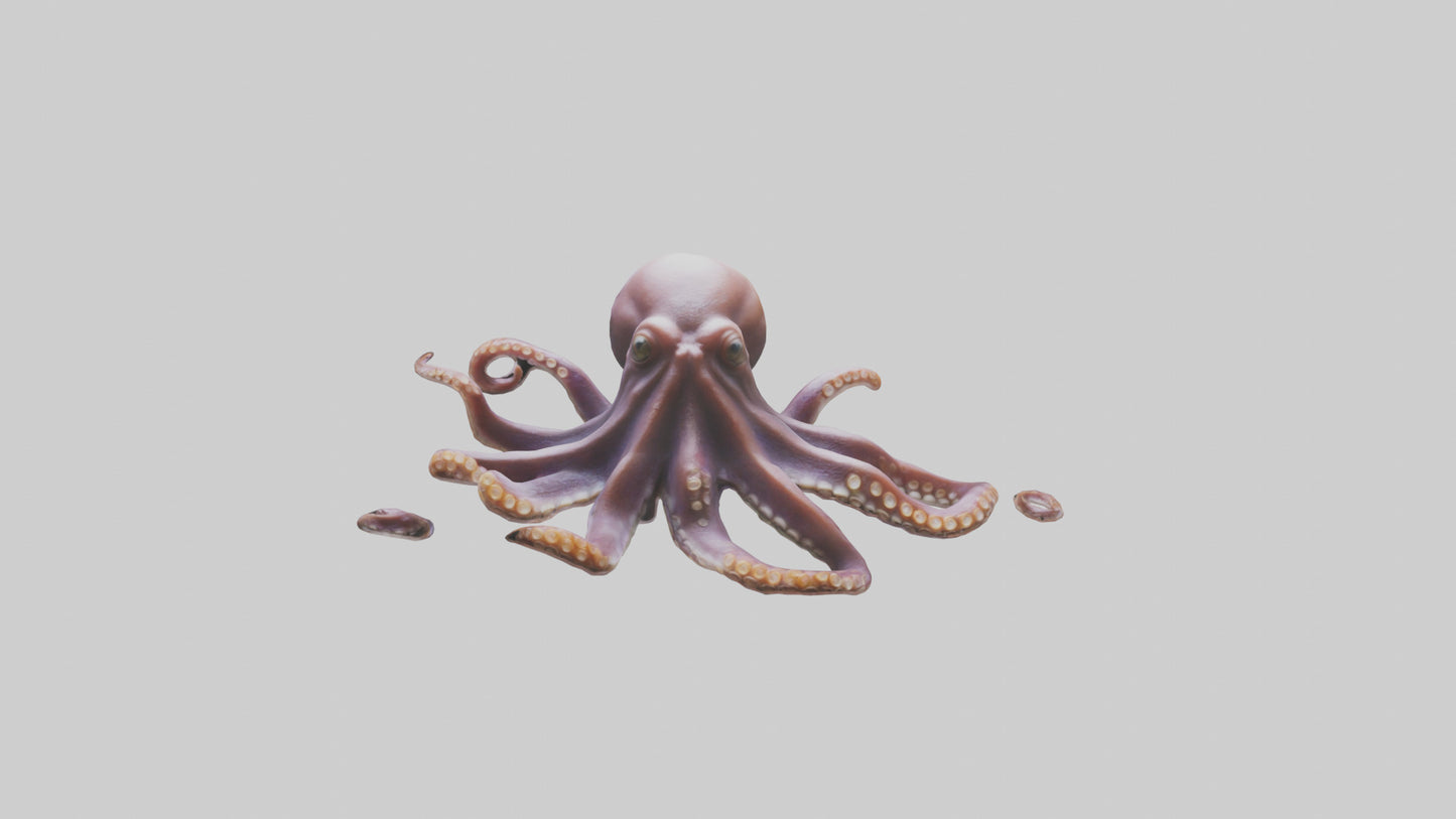 3D model Octopus exploring model VR / AR / low-poly