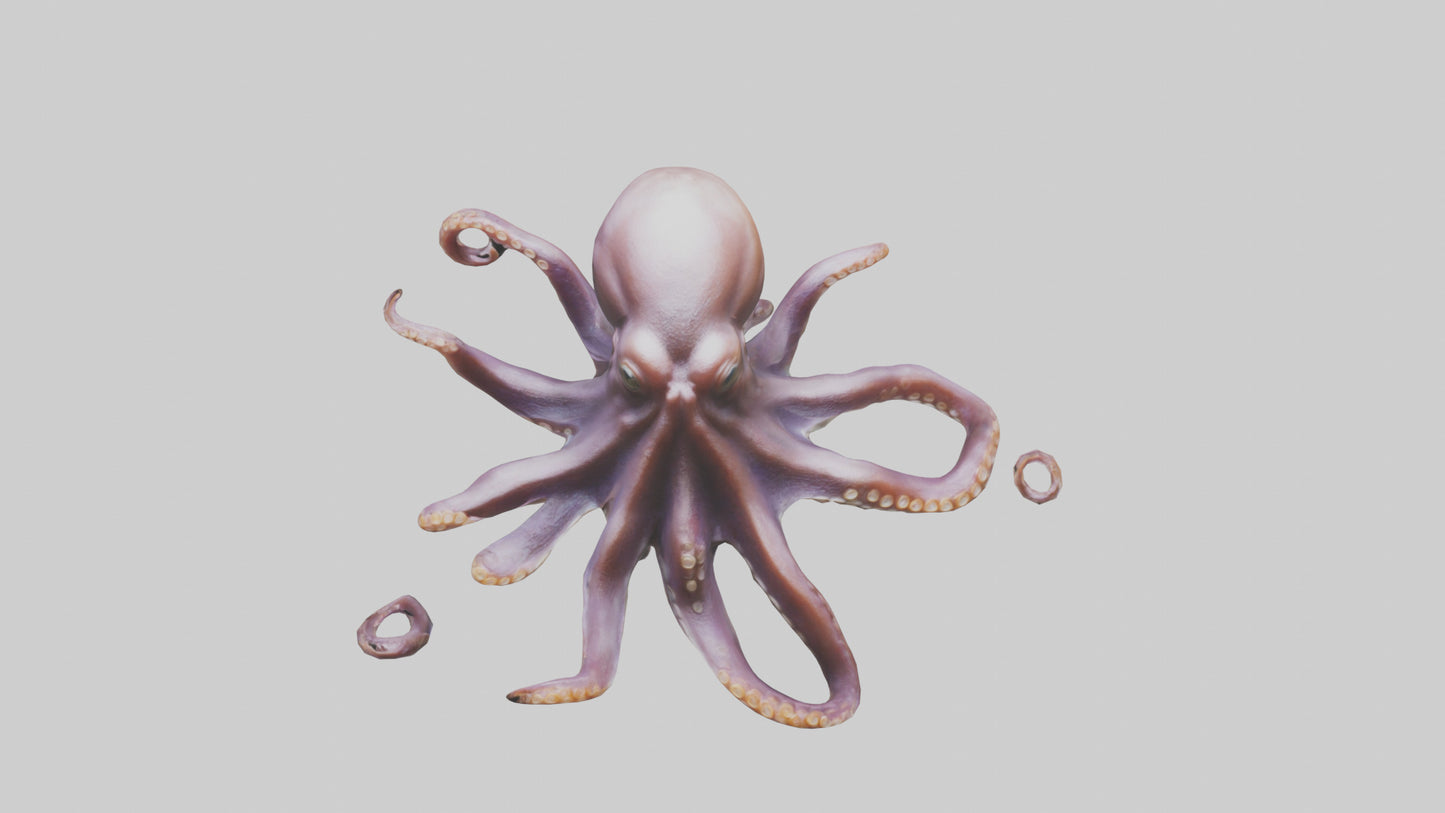 3D model Octopus exploring model VR / AR / low-poly