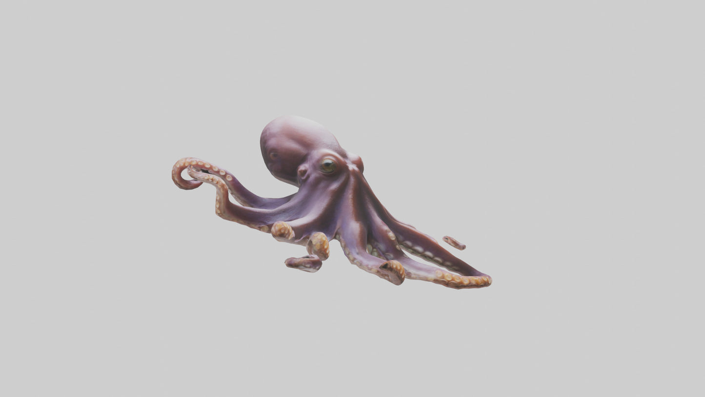 3D model Octopus exploring model VR / AR / low-poly