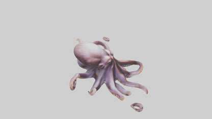 3D model Octopus exploring model VR / AR / low-poly