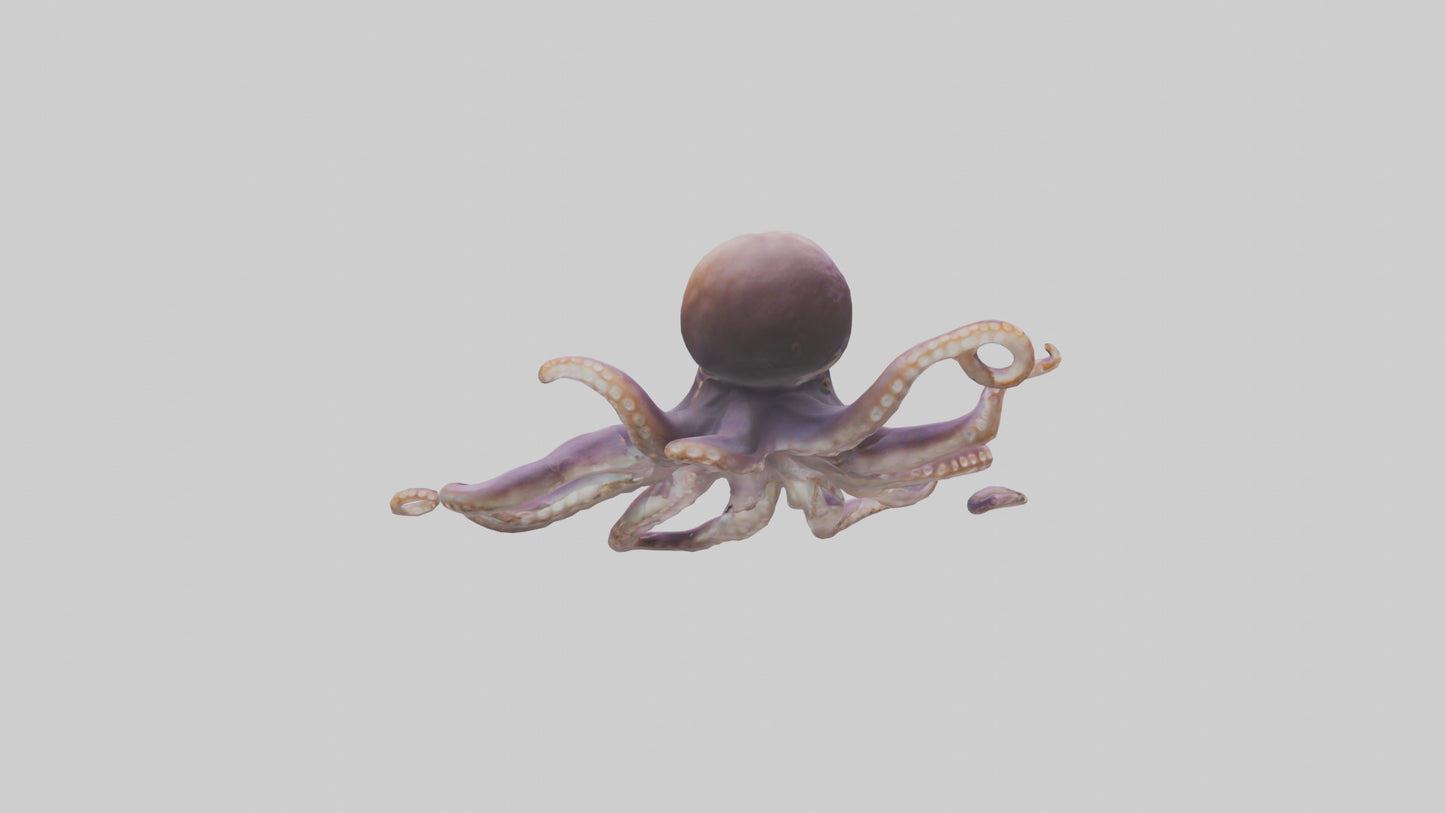 3D model Octopus exploring model VR / AR / low-poly