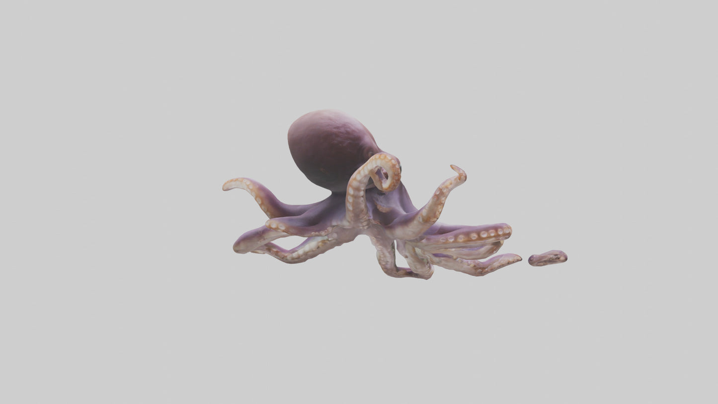3D model Octopus exploring model VR / AR / low-poly