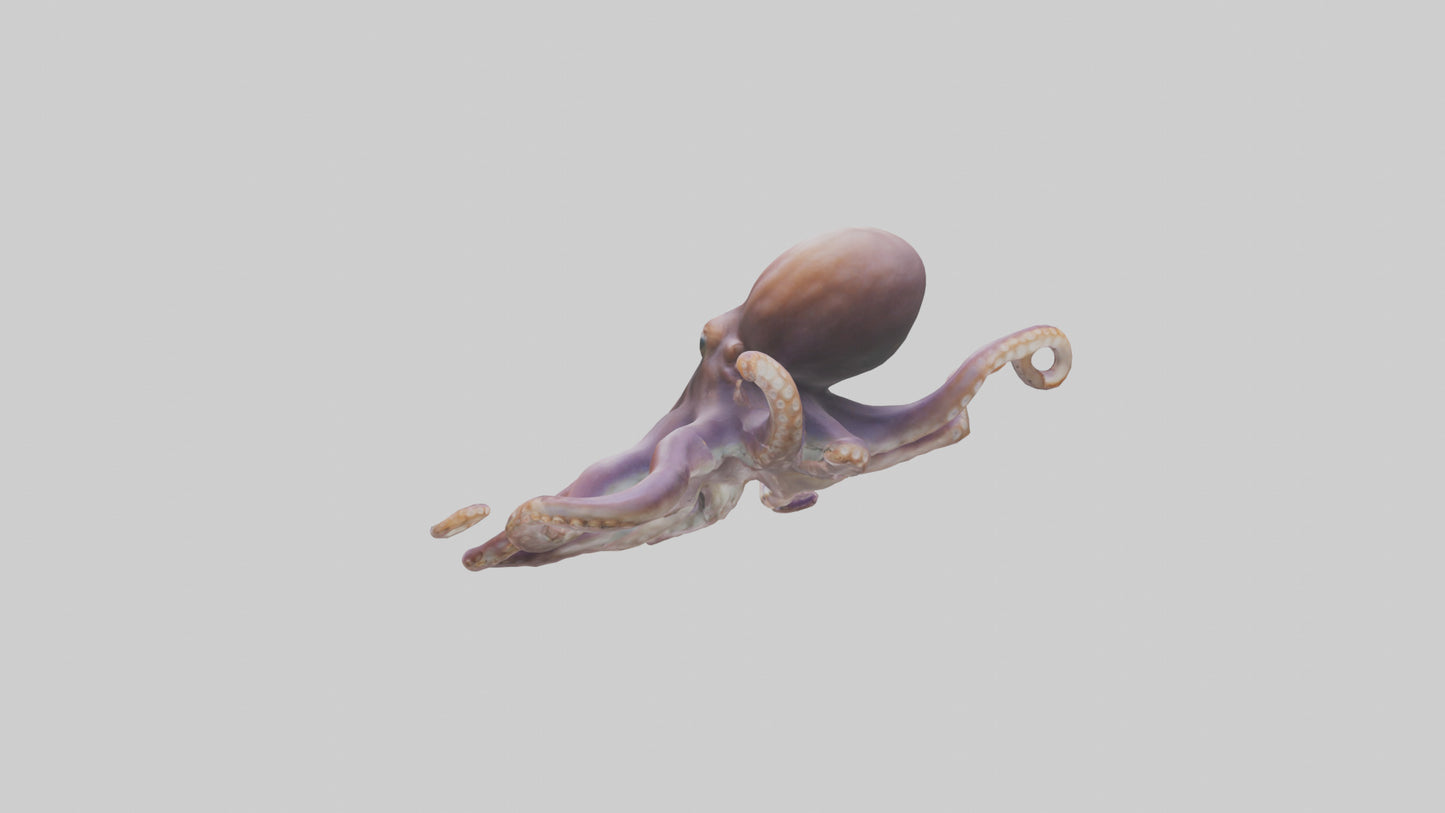 3D model Octopus exploring model VR / AR / low-poly