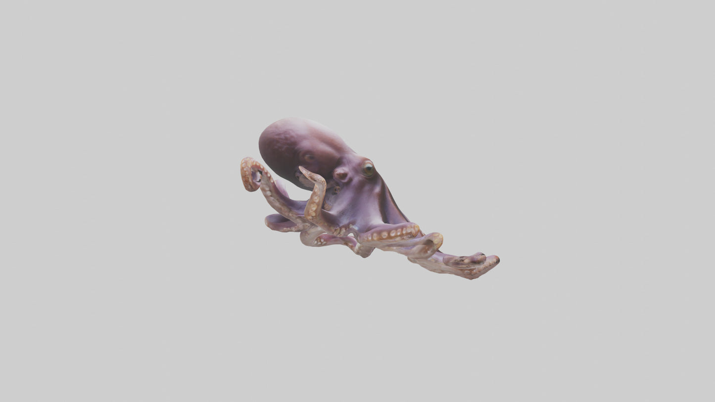3D model Octopus exploring model VR / AR / low-poly