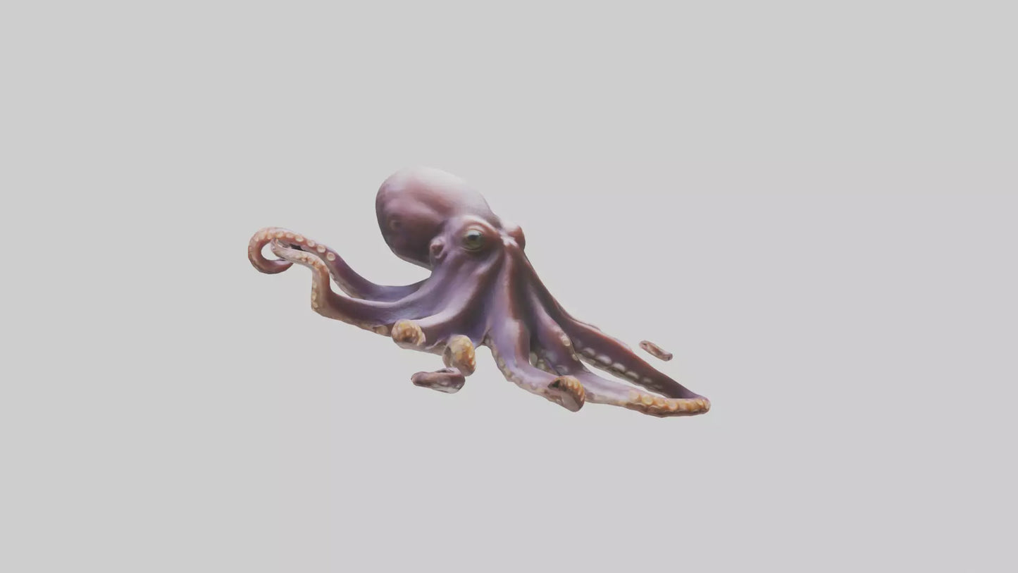 3D model Octopus exploring model VR / AR / low-poly