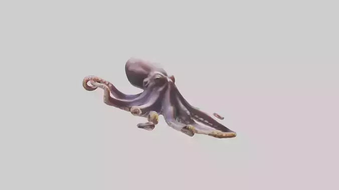 3D model Octopus exploring model VR / AR / low-poly