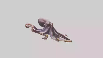3D model Octopus exploring model VR / AR / low-poly