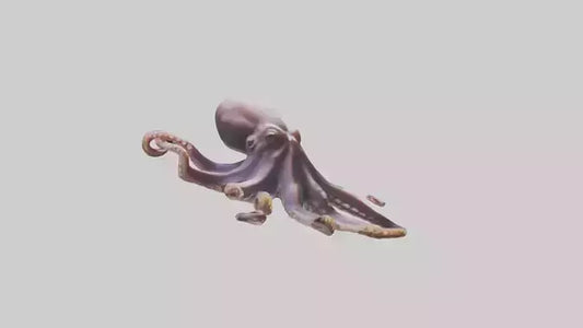 3D model Octopus exploring model VR / AR / low-poly