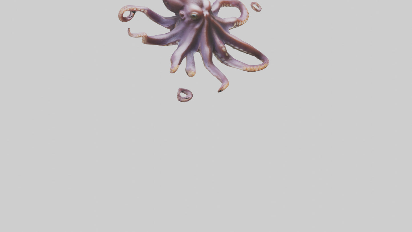 3D model Octopus exploring model VR / AR / low-poly