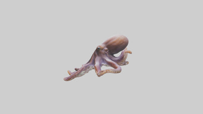 3D model Octopus exploring model VR / AR / low-poly