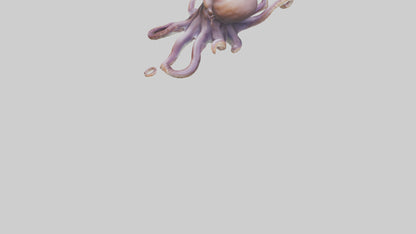 3D model Octopus exploring model VR / AR / low-poly