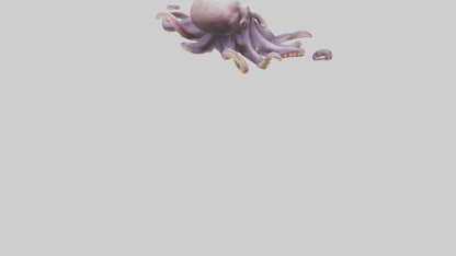 3D model Octopus exploring model VR / AR / low-poly