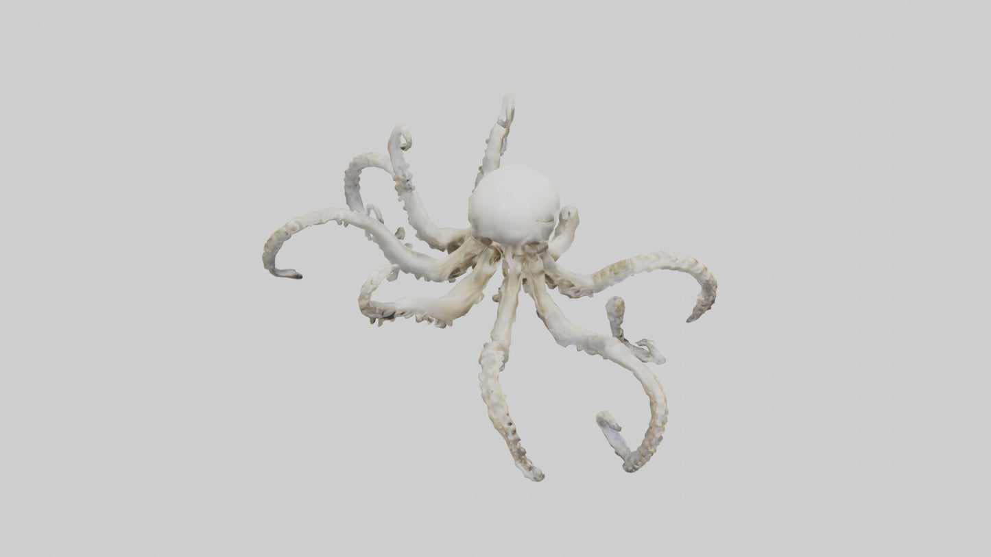 3D model Octopus Skeleton model VR / AR / low-poly