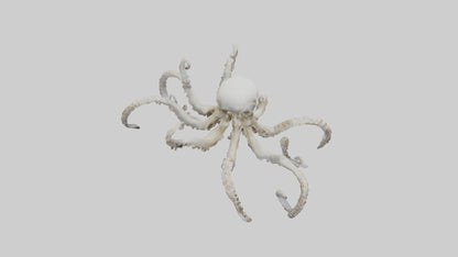 3D model Octopus Skeleton model VR / AR / low-poly