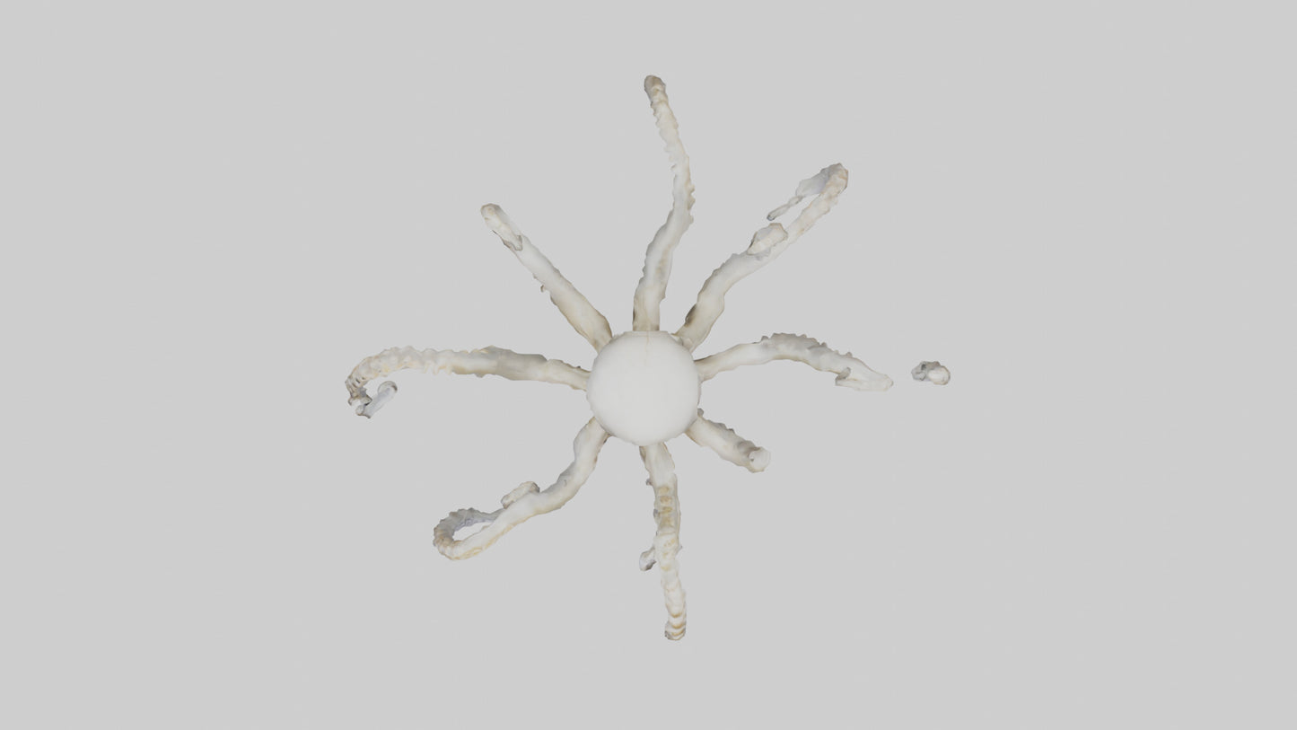 3D model Octopus Skeleton model VR / AR / low-poly